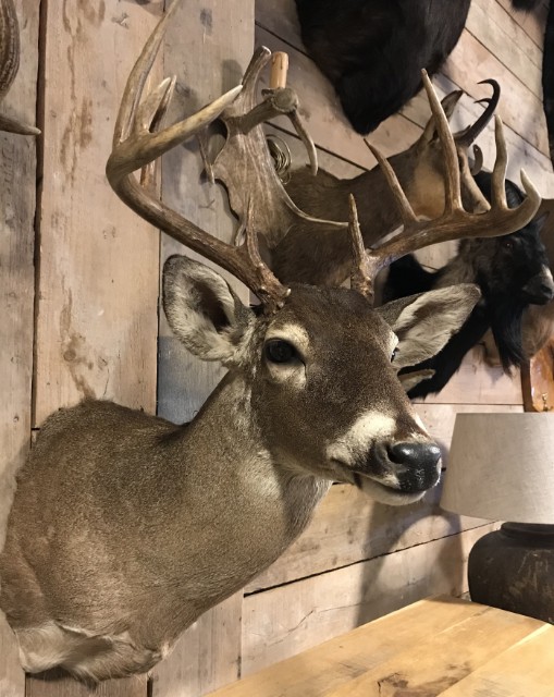 Beautiful hunting trophy of a whitetail deer.