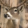 Beautiful hunting trophy of a whitetail deer.