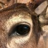 Beautiful hunting trophy of a whitetail deer.