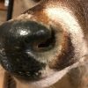 Beautiful hunting trophy of a whitetail deer.