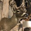 Beautiful hunting trophy of a whitetail deer.