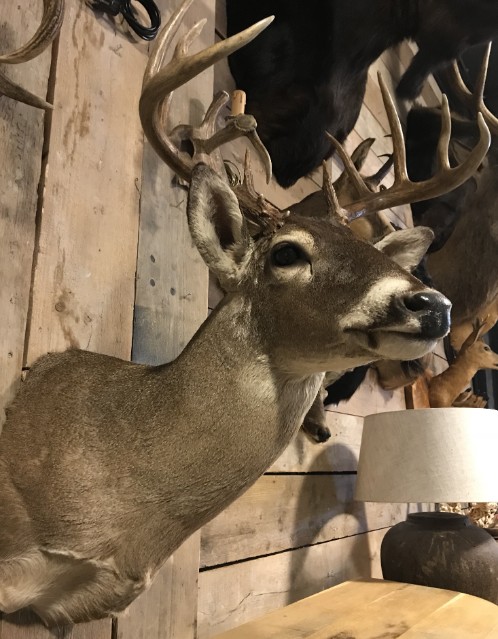 Beautiful hunting trophy of a whitetail deer.