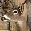 Beautiful hunting trophy of a whitetail deer.