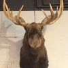 Beautiful imposing and newly taxidermy head of a Canadian Moose