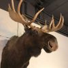 Beautiful imposing and newly taxidermy head of a Canadian Moose