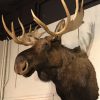 Beautiful imposing and newly taxidermy head of a Canadian Moose