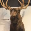 Schöner imposanter und neuer Taxidermiekopf eines kanadischen Elche.