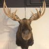 Beautiful imposing and newly taxidermy head of a Canadian Moose