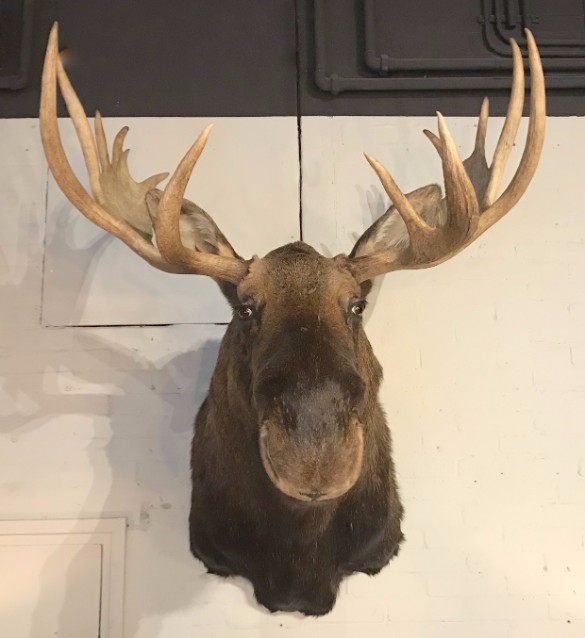Beautiful imposing and newly taxidermy head of a Canadian Moose