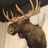 Beautiful imposing and newly taxidermy head of a Canadian Moose