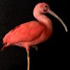 Beautiful mature red ibis