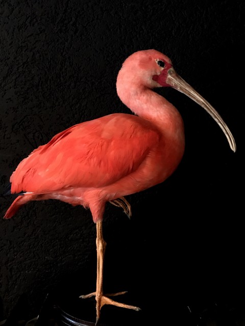 Beautiful mature red ibis