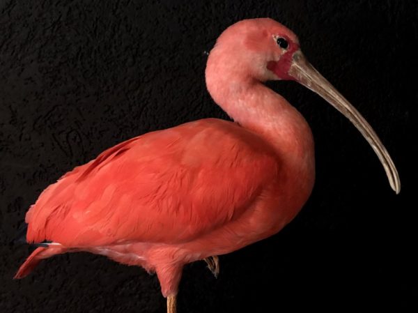Beautiful mature red ibis