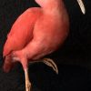 Beautiful mature red ibis