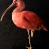 Beautiful mature red ibis