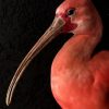 Beautiful mature red ibis