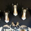 Beautiful newly taxidermy heads of springbok