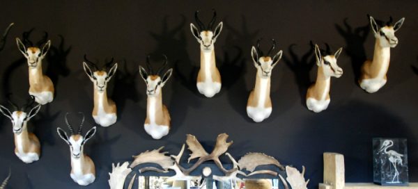 Beautiful newly taxidermy heads of springbok