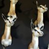 Beautiful newly taxidermy heads of springbok