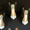 Beautiful newly taxidermy heads of springbok