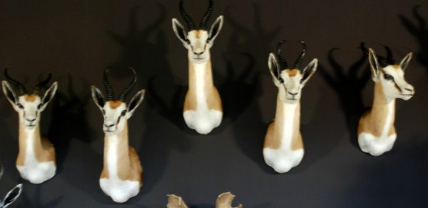 Beautiful newly taxidermy heads of springbok