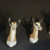 Beautiful newly taxidermy heads of springbok