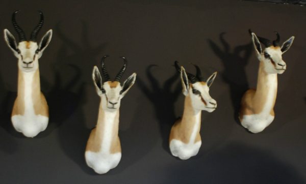 Beautiful newly taxidermy heads of springbok