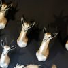 Beautiful newly taxidermy heads of springbok