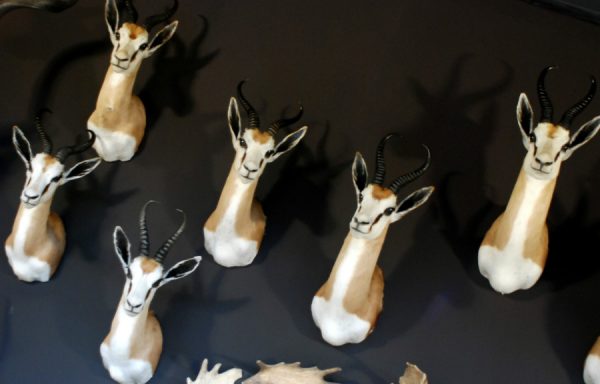 Beautiful newly taxidermy heads of springbok