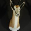 Beautiful newly taxidermy heads of springbok