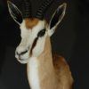 Beautiful newly taxidermy heads of springbok