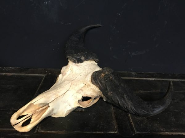 Beautiful old skull of a large forest buffalo