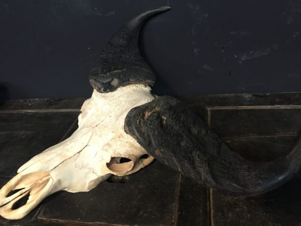 Beautiful old skull of a large forest buffalo