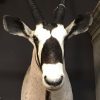 Beautiful prepared hunting trophy of an oryx