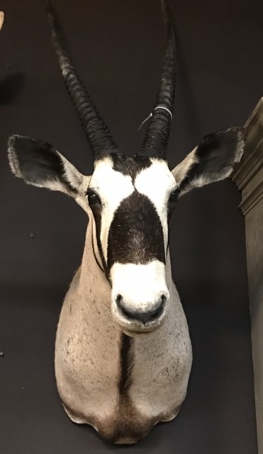 Beautiful prepared hunting trophy of an oryx