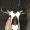 Jagdtrophäe eines Oryx, Tierpräparate kaufen,