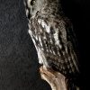 Beautiful rare Great Grey owl