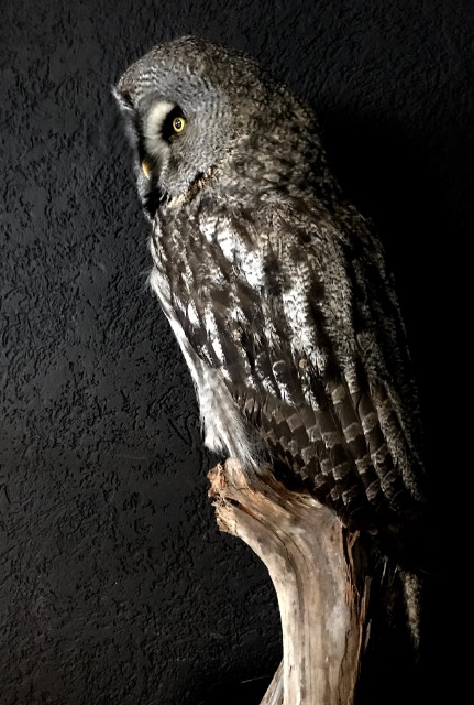 Beautiful rare Great Grey owl