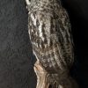 Beautiful rare Great Grey owl