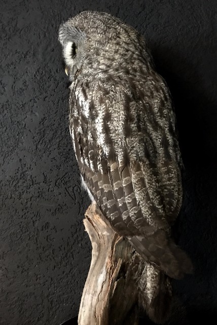 Beautiful rare Great Grey owl