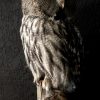 Beautiful rare Great Grey owl