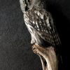 Beautiful rare Great Grey owl