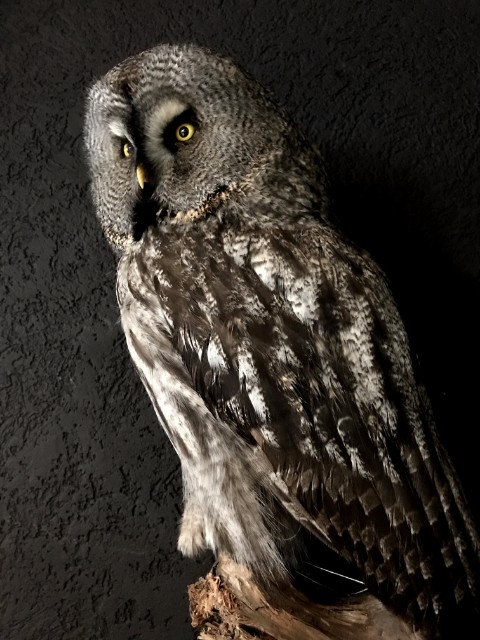 Beautiful rare Great Grey owl