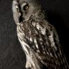 Beautiful rare Great Grey owl