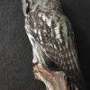 Beautiful rare Great Grey owl