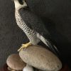 Beautiful, recently made peregrine falcon