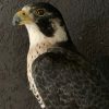 Beautiful, recently made peregrine falcon