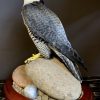 Recently taxidermy black gyrfalcon