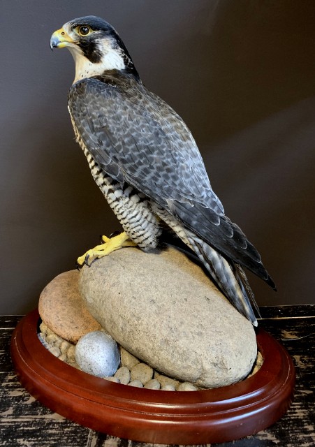 Beautiful, recently made peregrine falcon