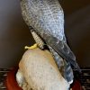 Beautiful, recently made peregrine falcon